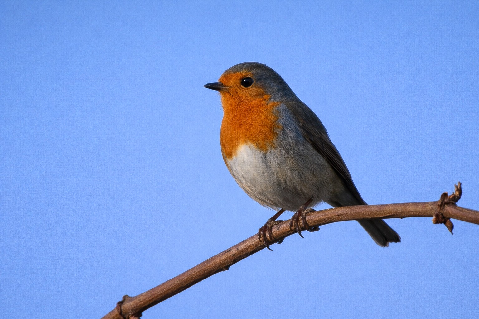 Ornitologická vycházka