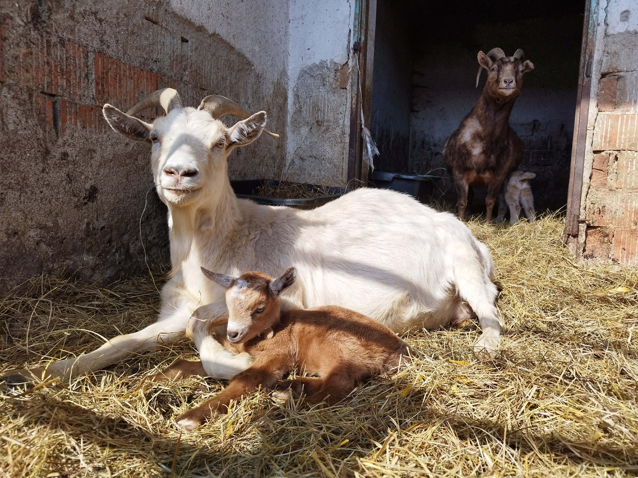 FarmaFest ve Zlatkově