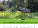 Akce Pilák: Putování vlka Gagata
